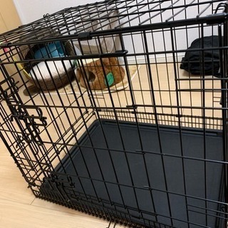 小型犬ゲージ