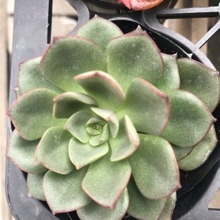 高級多肉植物２50円 2月いっぱい！の画像