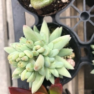 高級多肉植物２50円 2月いっぱい！の画像