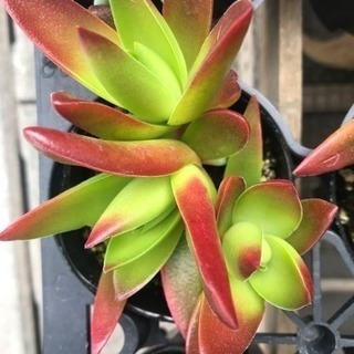 高級多肉植物２50円 2月いっぱい！の画像