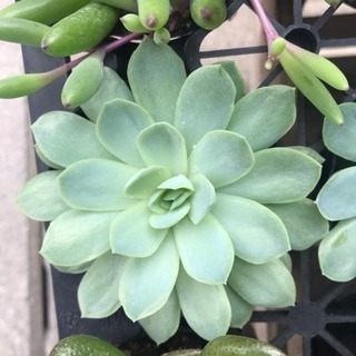 多肉植物 2月いっぱい！