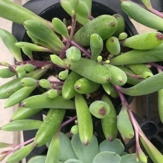 多肉植物 2月いっぱい！の画像