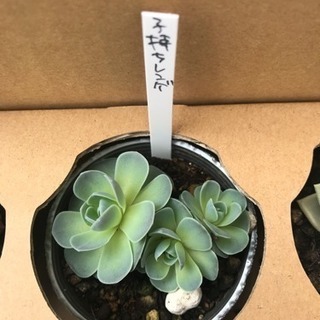 多肉植物 2月いっぱい！の画像