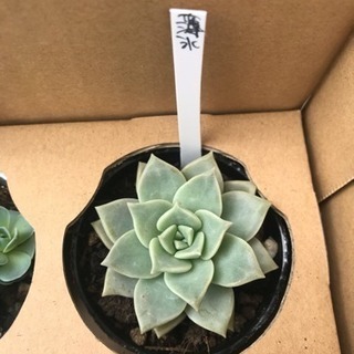 多肉植物 2月いっぱい！の画像
