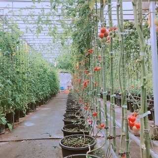 【婚活サークル！】　3月30日（土）いちご狩り＆野菜狩り♪