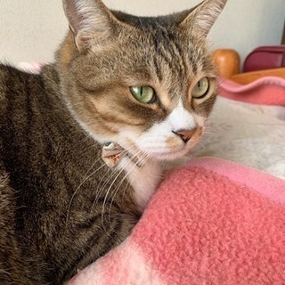 犬猫好きさん
