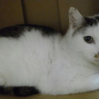おとなしいきじしろ雌３才
