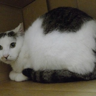 おとなしいきじしろ雌３才 - 横浜市