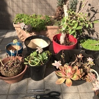 2／17引き渡し限定 多肉植物 観葉植物 鉢 ハサミ ピンセット付き