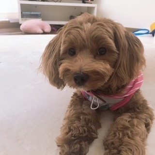 元気な1歳の女の子です