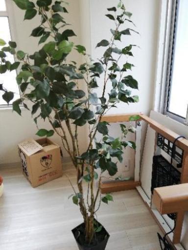 ☆ニトリ　人工観葉植物　少し難あり