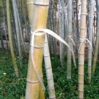 竹枝　竹幹　竹