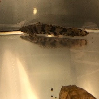 熱帯魚 ポリプテルスエンドリケリー×5