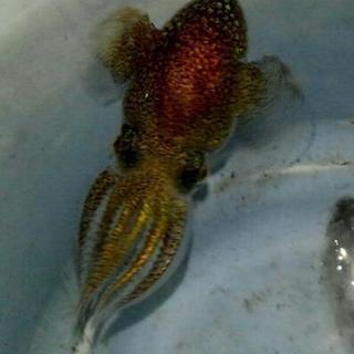 【終了】熱帯魚等観賞用アクア　海水　ダンゴイカ