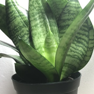 1日の癒しに観葉植物はいかがですか？小型のサンスベリア（大ー３）