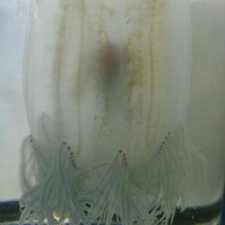 【終了】熱帯魚等観賞用アクア　海水　クラゲ　