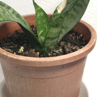 1日の癒しに観葉植物はいかがですか？小型のサンスベリア（小ー５）