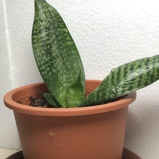 日の癒しに観葉植物はいかがですか？小型のサンスベリア（小ー7）