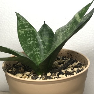 1日の癒しに観葉植物はいかがですか？小型のサンスベリア（小ー8）