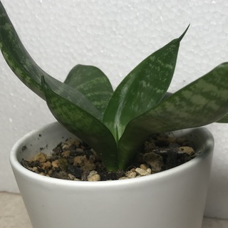 1日の癒しに観葉植物はいかがですか？小型のサンスベリア（小ー9）