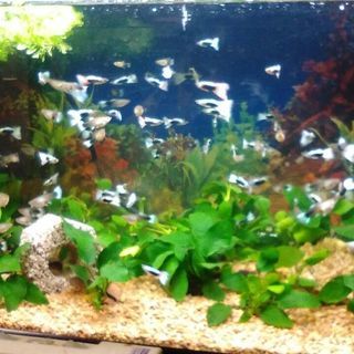 　熱帯魚　ドイツイエロータキシード（グッピー）