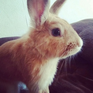 可愛いﾗｲｵﾝﾐｯｸｽのうさぎ🐰