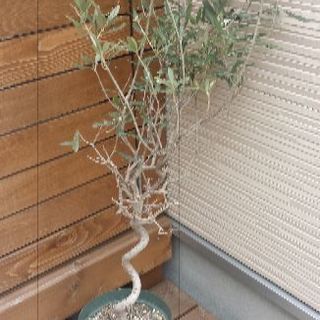 オリーブの鉢植え