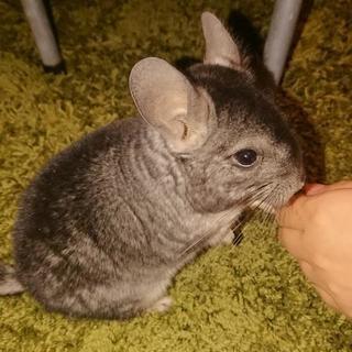 チンチラ情報交換