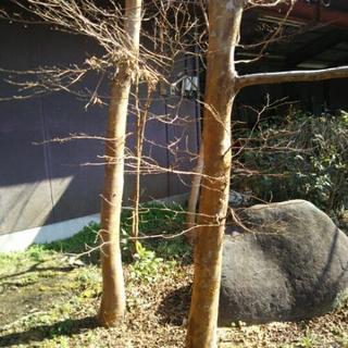 ヒメシャラ  庭木