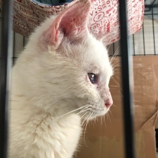 白猫の里親を募集しています！(一時中断)