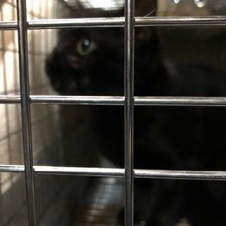 生後５ヶ月の女の子の黒猫を保護しました。