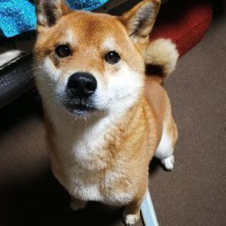 柴犬の男の子の里親募集します！ - 加古郡