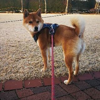 柴犬の男の子の里親募集します！ - 犬