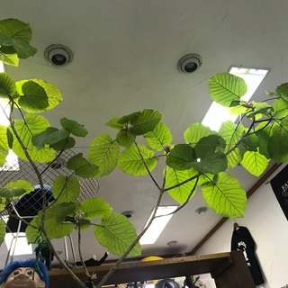 デッサン画、ご一緒しませんか？