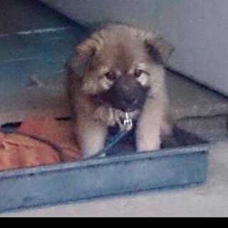 生後4カ月 子犬オス、メス兄弟