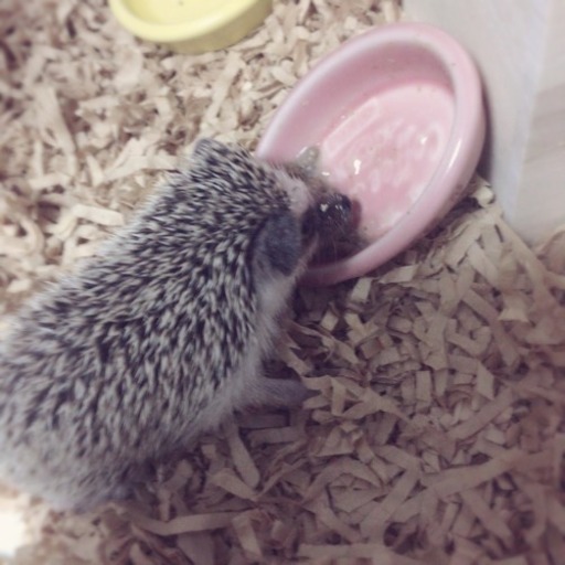 ハリネズミ飼育グッズ譲ります