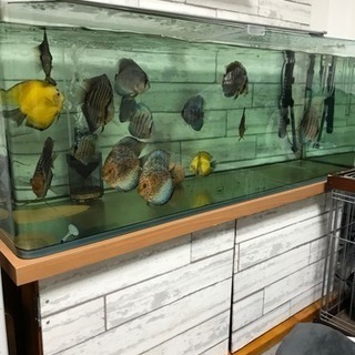 A.R. Penck、R - Problem Ⅰ、海外版超希少レゾネ、新品額付