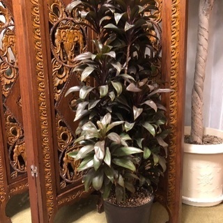  観葉植物 コルディリネ.マルーン ★引き取り希望★