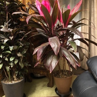 観葉植物 コルディリネ  引き取り