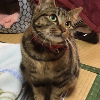 里親成立☆去勢済みのりゅう君
