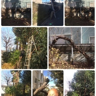 庭の手入れ 庭木の剪定 伐採 抜根致します【所沢市 狭山市入間市...
