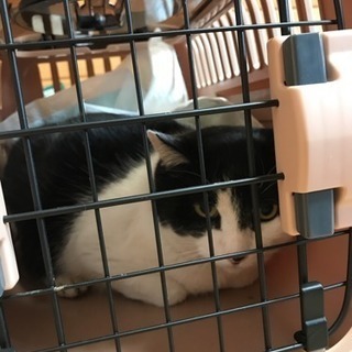 おっとりとしたハチワレ猫 （推定3〜4才）の里親になってください