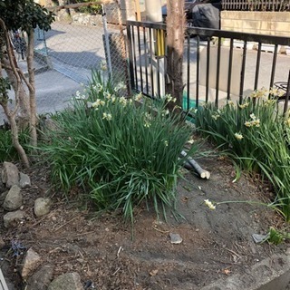 庭のリフォーム(更地)にしたいので、助けてください