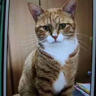 迷い猫