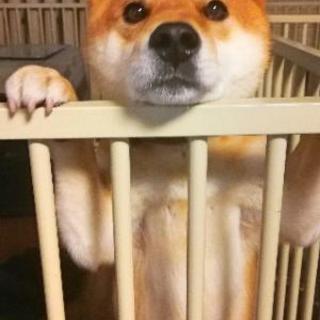 柴犬の男の子の里親募集します！ − 兵庫県