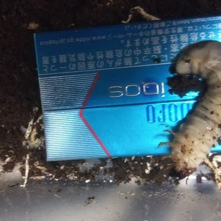 トカラノコギリクワガタ/ホワイトアイ(悪石産）幼虫（発酵マット入りボトル付き）の画像