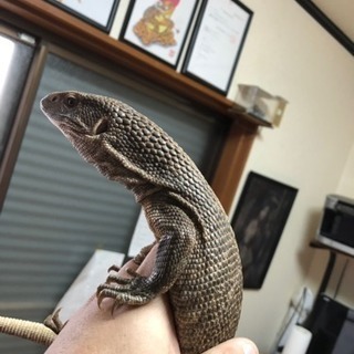 エキゾチックアニマルのブリーダーさん募集！