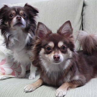 4歳の雌のミックス犬（チワワとポメラニアン）です。＊写真の手前です。