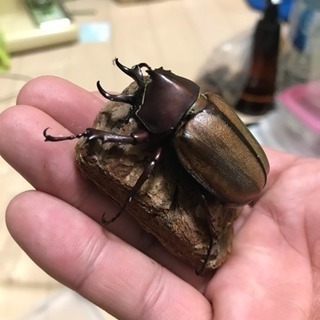 マルガリータヒナカブト♂単 未使用即ブリ