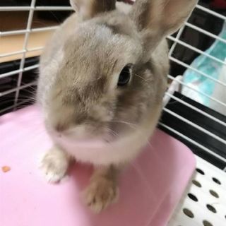 うさぎネザーランドドワーフ